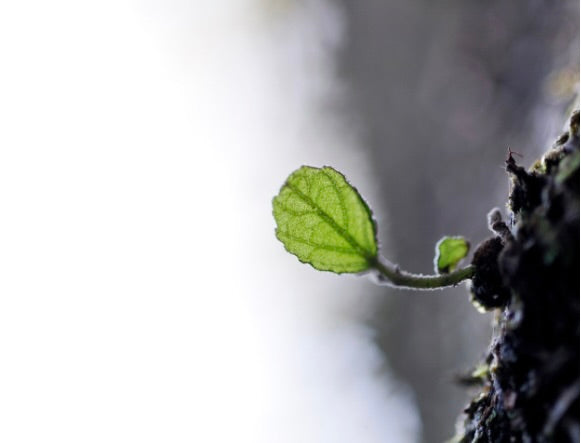 New green leaf symbolizing growth and eco-friendliness in UAE sustainable baby brands.