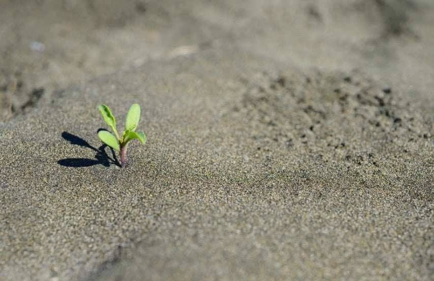 A young plant emerging from sand, representing growth and sustainability in the context of Pillars of Sustainability in Children Fashion.